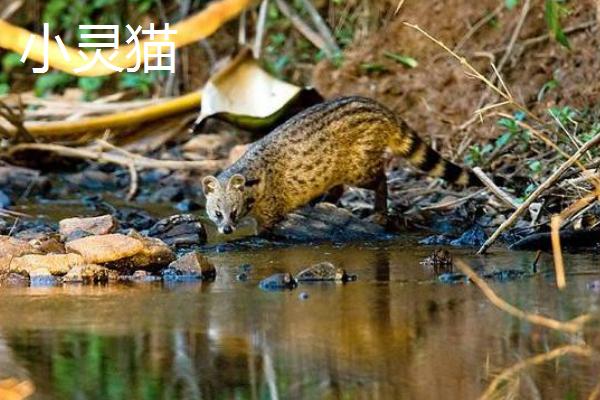 小灵猫市场价格多少钱一只 大灵猫和小灵猫的区别是什么