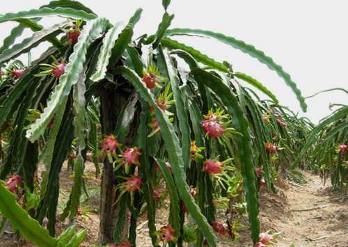 2017火龙果种植前景及市场价格分析