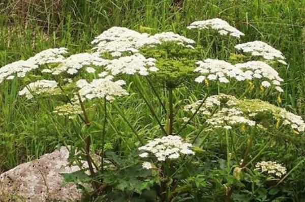 白芷什么时候种植 白芷栽培技术