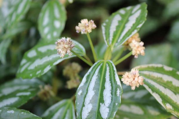 冷水花图片大全 冷水花的花语