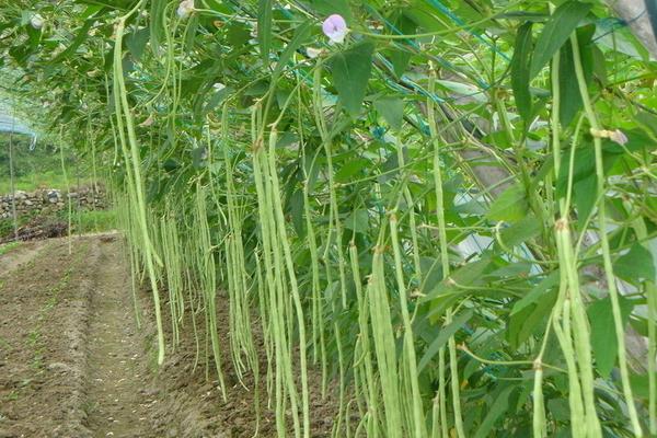 2018种豇豆赚钱吗？豇豆种植的利润与投资成本及前景预测