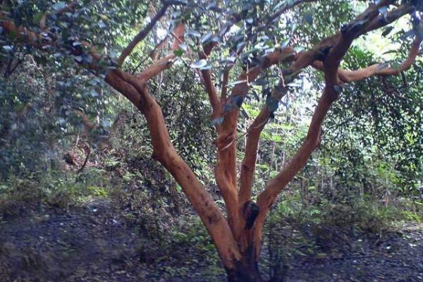 山茶树种植技术 山茶树几年结果