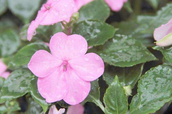 凤仙花繁殖方法 凤仙花是怎么传播种子的