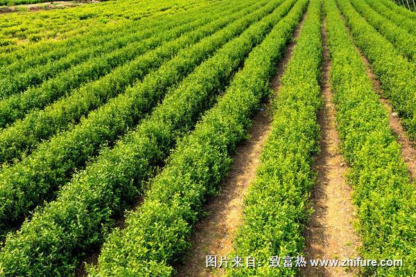 2018种茶树赚钱吗？茶树种植的利润与投资成本及前景预测