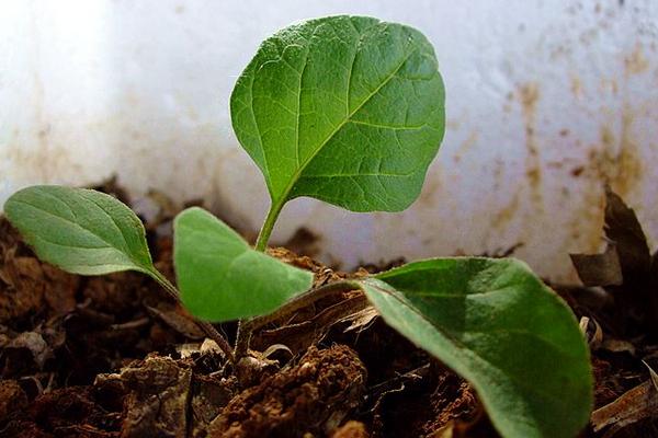 茄子种子催芽方法