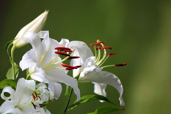 2018种百合花赚钱吗？百合花种植的利润与投资成本及前景预测