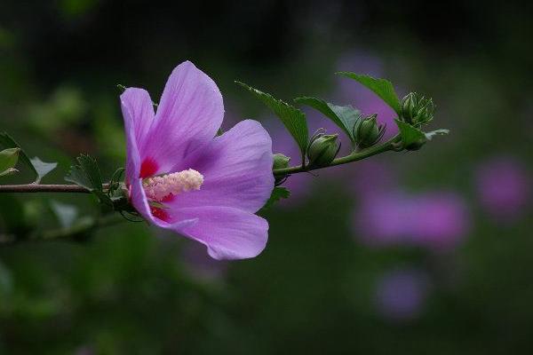 木槿花叶子发黄怎么办 木槿掉叶子的原因及解决方法