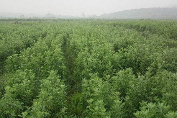 艾草种子怎么种 艾草种植技术