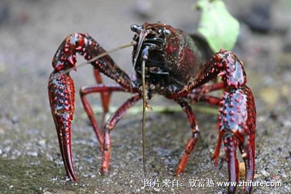 养小龙虾的池塘怎么建