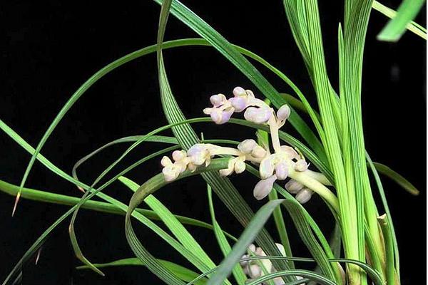 2018种麦冬赚钱吗？麦冬种植的利润与投资成本及前景预测