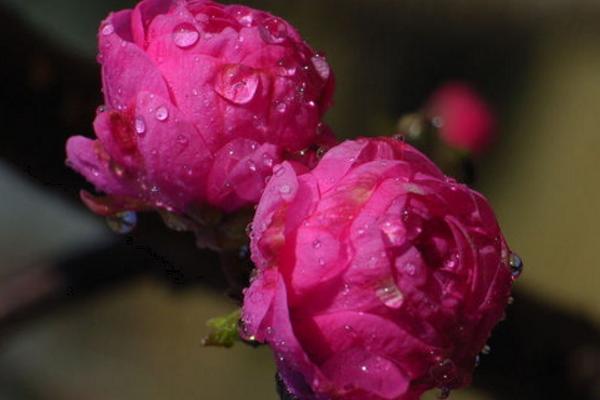 桃花怎么种 桃花种植方法与注意事项