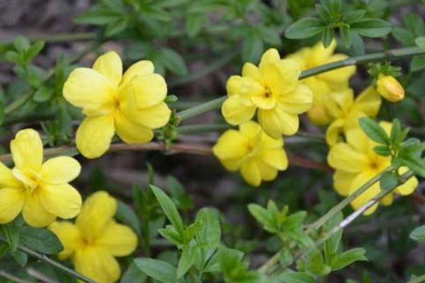 迎春花修剪方法 迎春花扦插繁殖方法