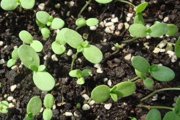 茼蒿科学种植技术