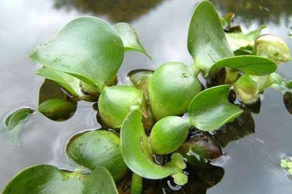 水葫芦别名凤眼莲是一种原产于南美洲亚马逊河道域属于雨久花科凤眼蓝