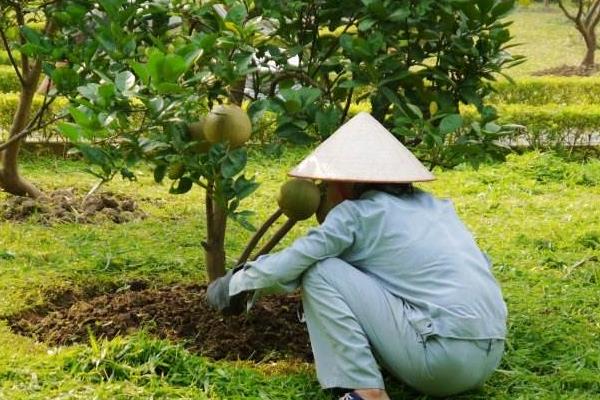 柚子施肥方法和时间