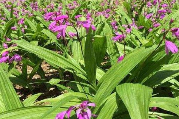 白芨种植技术 白芨种植什么季节种植