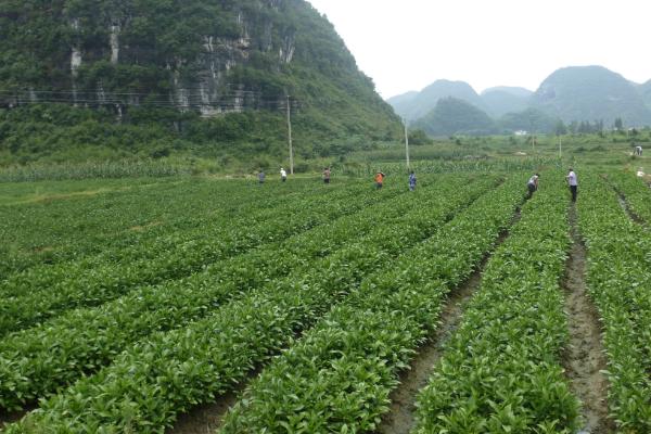 板蓝根种植技术要点