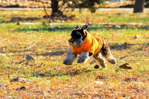 纯种雪纳瑞犬市场价格多少钱一条 雪纳瑞怎么看纯不纯