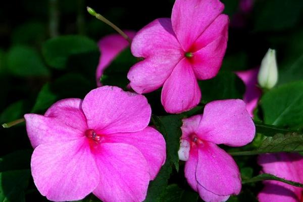 鳳仙花繁殖方法鳳仙花是怎麼傳播種子的