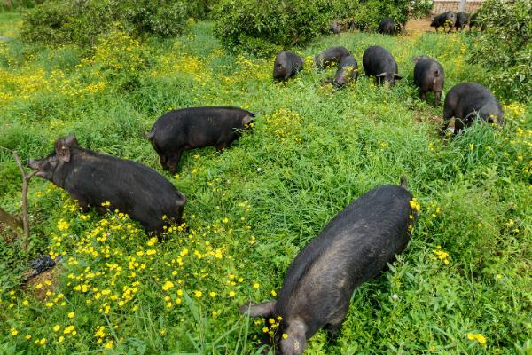 黑猪肉市场价格多少钱一斤黑猪的养殖技术