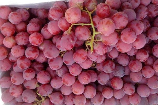 红提葡萄市场价格多少钱一斤 红提产地在哪里