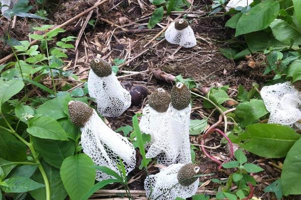 2018种竹荪赚钱吗？竹荪种植的利润与投资成本及前景预测