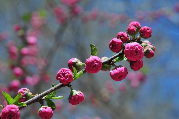 榆叶梅图片大全 榆叶梅花语及寓意