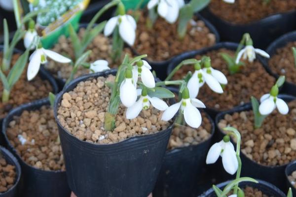 雪滴花图片大全 雪滴花花语及寓意