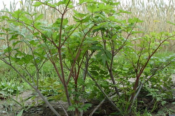 2018种黄芪赚钱吗？黄芪种植的利润与投资成本及前景预测