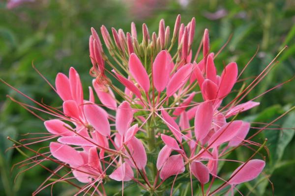 醉蝶花什么时候种 醉蝶花播种时间