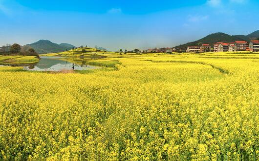 2017种植油菜的前景和市场价格行情