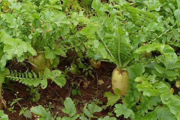 室内蔬菜种植项目有哪些，容易种好卖的