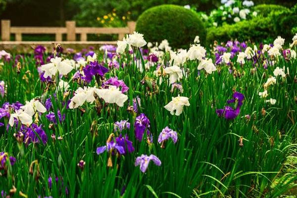 花菖蒲图片大全 花菖蒲花语及寓意