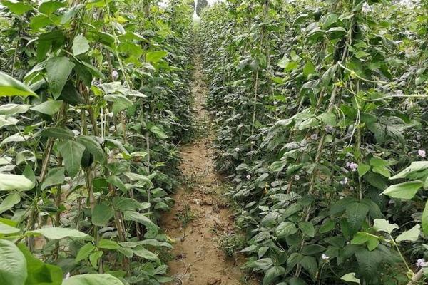 秋豆角什么时候种植 秋季大棚豆角种植技术