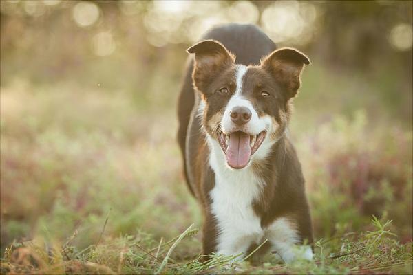 边境牧羊犬图片