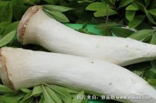 2018种杏鲍菇赚钱吗?杏鲍菇种植的利润与投