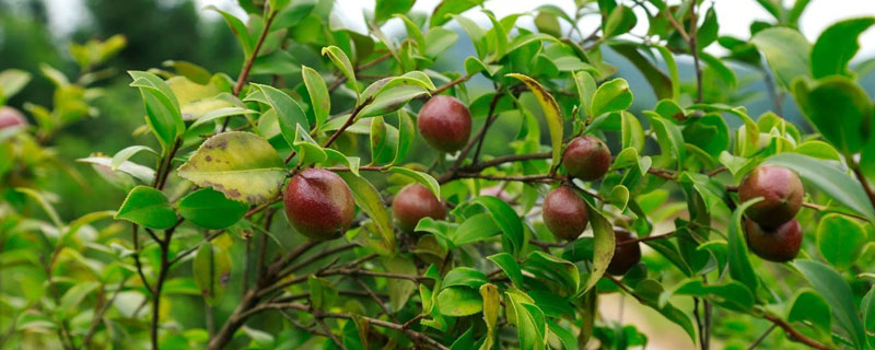 油茶知识及种植管理技术