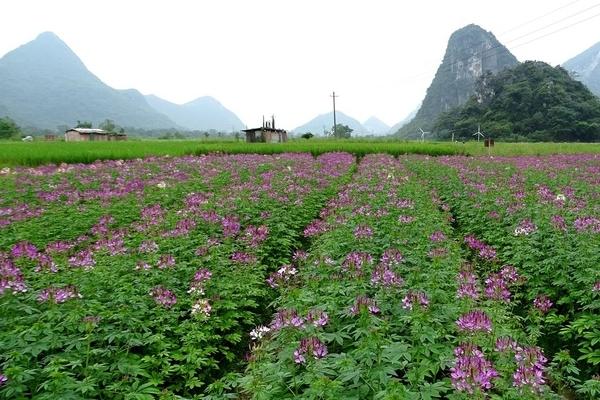 醉蝶花怎么种 醉蝶花种植方法与注意事项