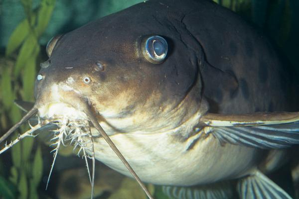 鯰魚養殖的利潤與投資成本及前