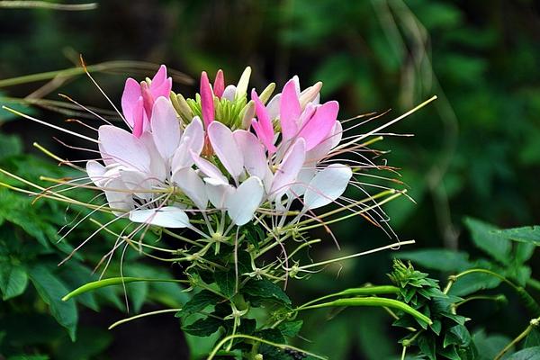 醉蝶花图片大全 醉蝶花花语及寓意