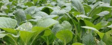 四季小白菜的种植方法,温度较高采用直播法,
