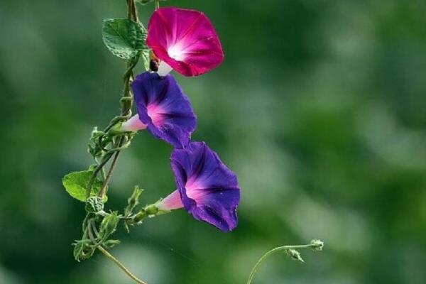 牵牛花的传说 牵牛花的诗句