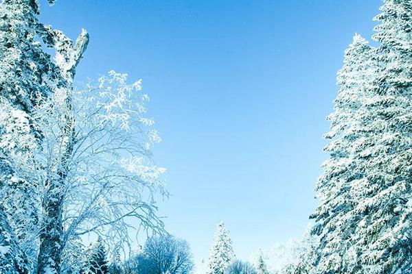 雪松图片大全 雪松的寓意 赞美雪松的诗句有哪些