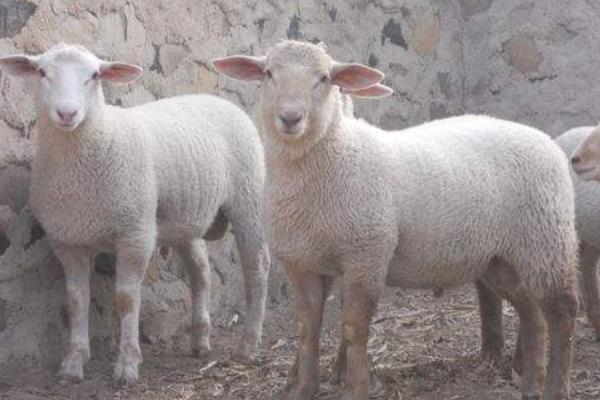 夏洛莱羊市场价格多少钱一头夏洛莱羊一年生几