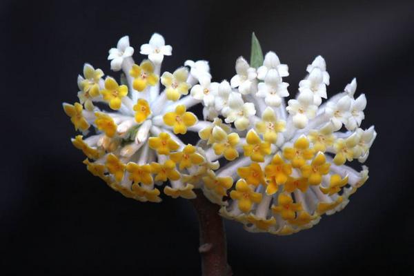 结香花功效与作用 结香花药用价值