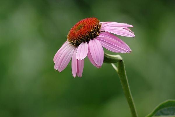 松果菊图片大全 松果菊是什么花