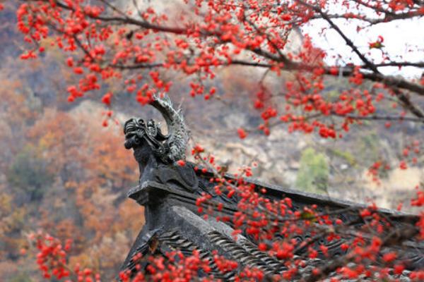 2018种山茱萸赚钱吗？山茱萸种植的利润与投资成本及前景预测