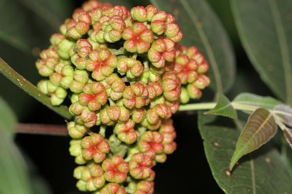 吴茱萸苗什么时候种植 吴茱萸种植技术