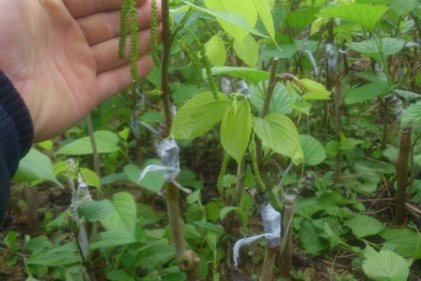 台湾长果桑葚种植技术