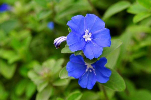 蓝星花图片大全 蓝星花花语及寓意